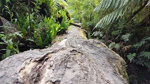 Photo: Maits Rest Rainforest Walk